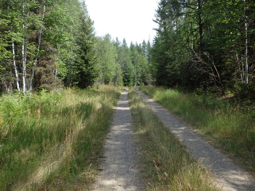 GDMBR: Double track on NF-9991 (abeam Condon, MT).